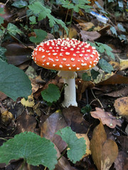 Roter Fliegenpilz