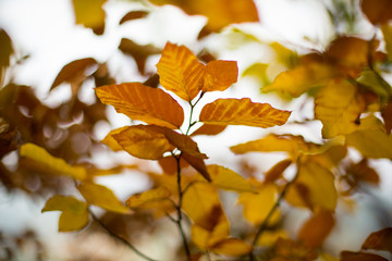 Colorful detail of autumn hornbeam leaves 