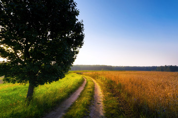 Sun rises over field of wheat. Sunny day. Masuria, Poland. © ysuel