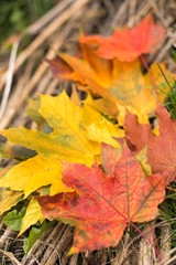 Naklejka na ściany i meble Autumn maple leaves background