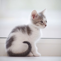 Fototapeta na wymiar The domestic spotty kitten sits at a window.