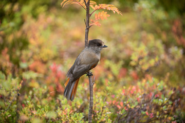 Siberian jay, Perisoreus infaustus