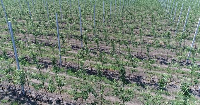 A view of the seedlings of trees from the air, flying over tree seedlings, a garden center, a young apple garden on the field, Rows of tree saplings in the Young apple garden, 4k, aerial