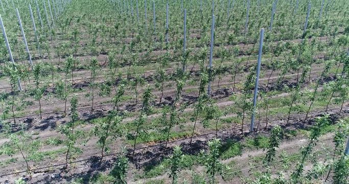 A view of the seedlings of trees from the air, flying over tree seedlings, a garden center, a young apple garden on the field, Rows of tree saplings in the Young apple garden, 4k, aerial