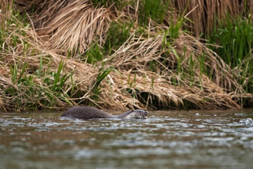 eurasian otter, lutra lutra, czech republic