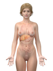 Naklejka premium 3d rendered medically accurate illustration of the female liver