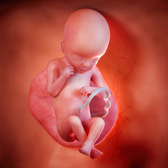 3d rendered medically accurate illustration of a fetus week 19