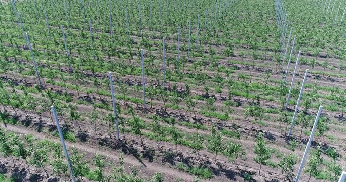 A view of the seedlings of trees from the air, flying over tree seedlings, a garden center, a young apple garden on the field, Rows of tree saplings in the Young apple garden, 4k, aerial