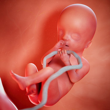 3d rendered medically accurate illustration of a fetus week 20