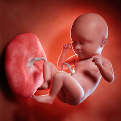 3d rendered medically accurate illustration of a fetus week 35