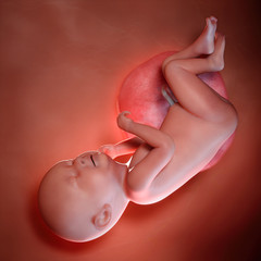 3d rendered medically accurate illustration of a fetus week 38