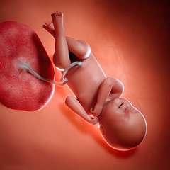 3d rendered medically accurate illustration of a fetus week 40