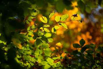 Detail of colorful leaves in autumn
