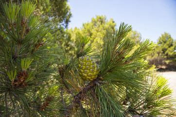 Cedar pine cones on a branch