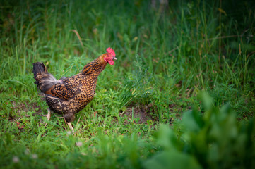 redhead very beautiful ruffled chicken walking on a background of juicy uncut green grass
