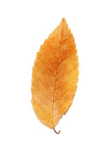 Autumn leaf isolated on white background