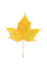 Autumn leaf isolated on white background