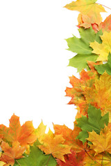 Autumn leafs isolated on white background