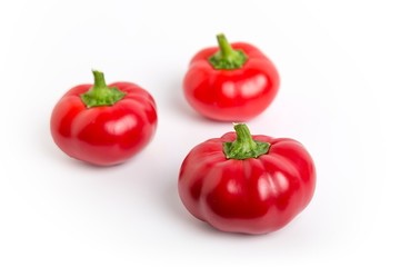 Mini Hungarian red garden pepper var. Right on Red