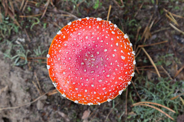 Fliegenpilz (Amanita Muscaria) 