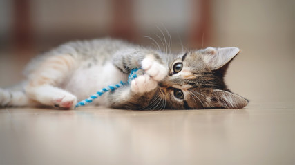 The domestic striped kitten lies on a floor and plays © Azaliya (Elya Vatel)