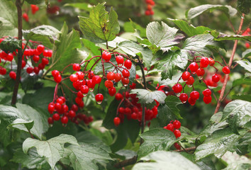 Red mountain berry with rain drops against the background of leaves