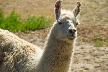 Obraz premium Portrait of a white lama