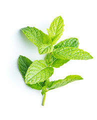 Branch mint leaves. © Jiri Hera
