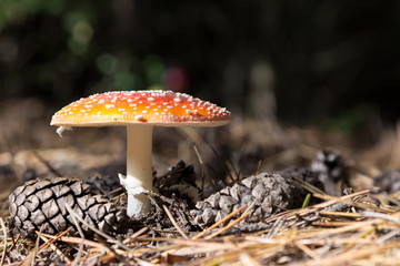 Fliegenpilz (Amanita Muscaria) 