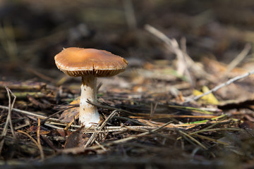Waldpilz