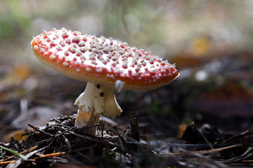 Fliegenpilz (Amanita Muscaria) 
