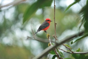 Male Vermillion Flycatcher red breasted bird ecuador cotacachi