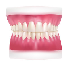 Vector illustration of realistic dentures. Human jaw model, gradient mesh, white teeth isolated on white background.