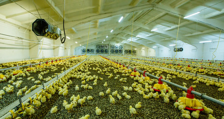 A large modern farm for growing chickens - obrazy, fototapety, plakaty