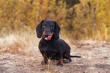 handsome portrait of a dog (puppy) breed dachshund black tan,  in the green forest in the autumn park, shows the language