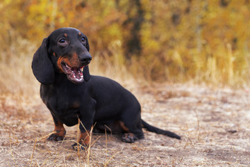 funny portrait of a dog (puppy) breed dachshund black tan,  in the green forest in the autumn park, smiles