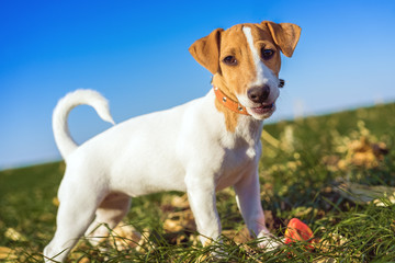 cute portrait of a dog (puppy) breed  jack russell terrier in the collar, plays in a ball on a green meadow against a blue sky background