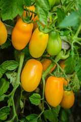 Ripe tomatoes in garden ready to harvest