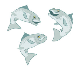 salmon. the fish print on white background. vector