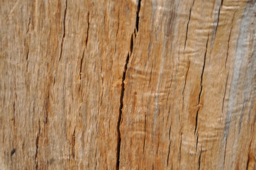 texture of oak wood