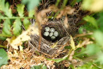 Sylvia communis. The nest of the Whitethroat in nature.