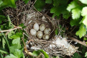 Sylvia communis. The nest of the Whitethroat in nature.