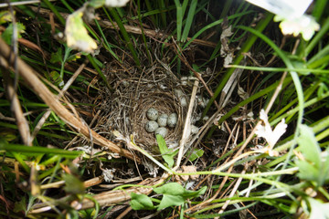 Sylvia communis. The nest of the Whitethroat in nature.
