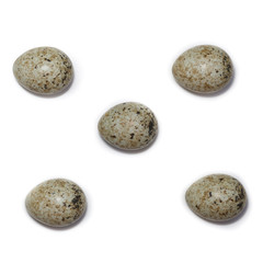 Fototapeta premium Sylvia communis. The eggs of the Whitethroat in front of white background, isolated.