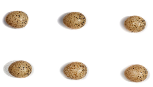 Sylvia communis. The eggs of the Whitethroat in front of white background, isolated.
