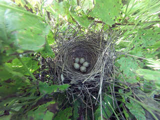 Sylvia communis. The nest of the Whitethroat in nature.