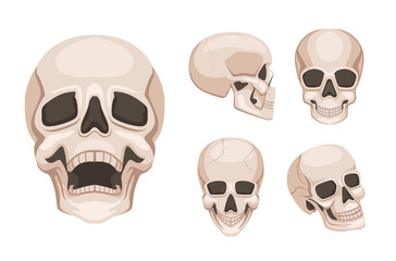 Human skull at different sides. Vector monochrome pictures