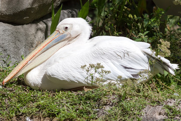Pelican
