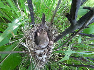 Sylvia communis. The nest of the Whitethroat in nature.