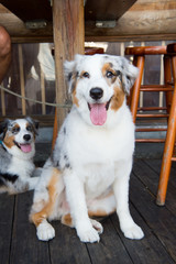 Pets and domestic animals